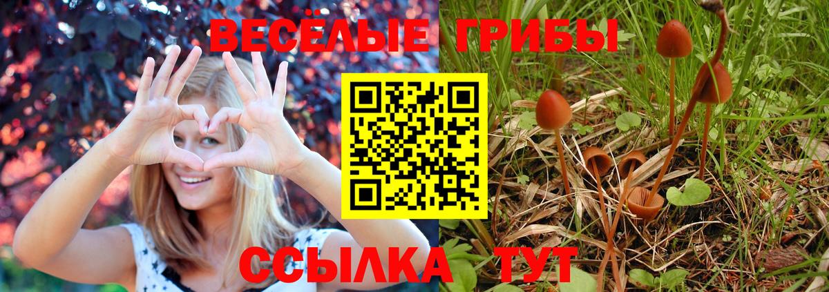 купить наркотик  Вход с VPN  Знаменск  Галлюциногенные грибы MAGIC MUSHROOMS  Галлюциногенные грибы мицелий 